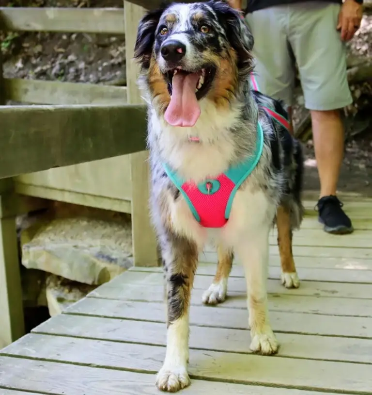 Coastal Pet Pro Reflective Mesh Dog Harness Purple with Yellow 1" Photo 3