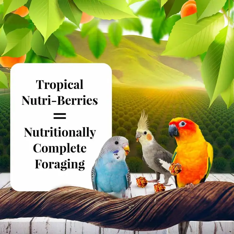 Lafeber Sunny Orchard Nutri-Berries Parakeet, Cockatiel & Conure Food Photo 4