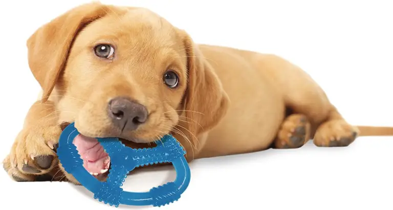 Nylabone Puppy Chew Ring Peanut Butter Toy - Wolf Photo 2