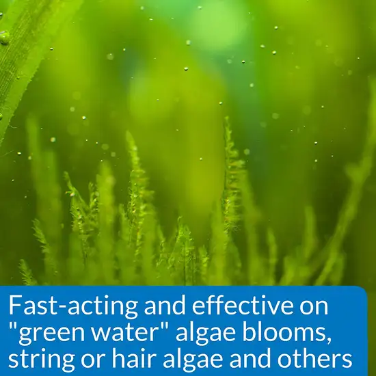 API AlgaeFix Controls Algae Growth for Freshwater Aquariums Photo 4