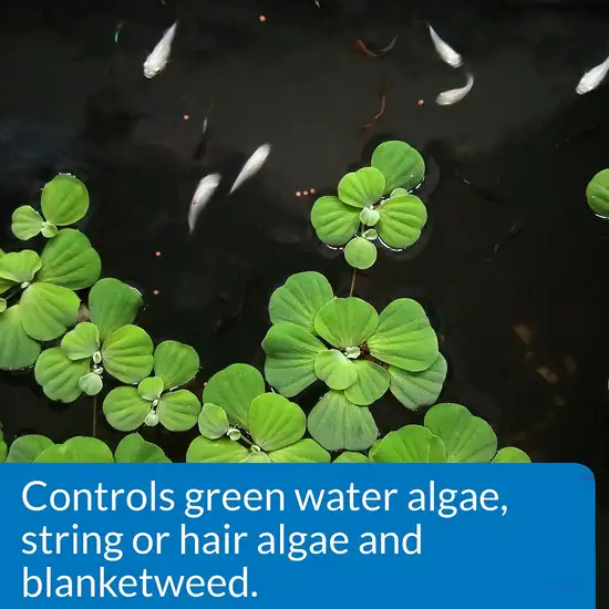 API Pond AlgaeFix Controls Algae Growth and Works Fast Photo 4