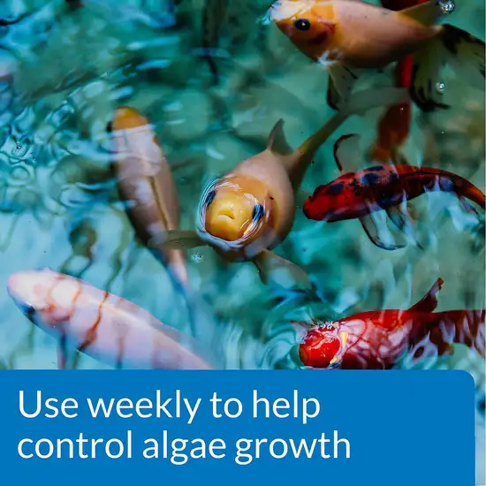 API Pond AlgaeFix Controls Algae Growth and Works Fast Photo 5
