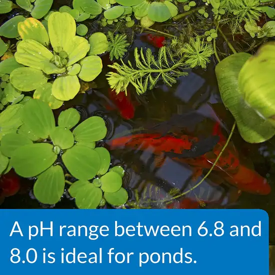API Pond pH Up Raises Pond Water pH Photo 5