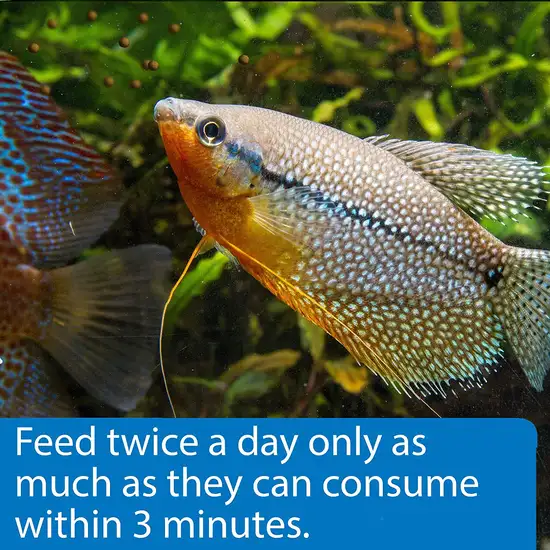 API Tropical Premium Pellets for Community Fish Photo 6