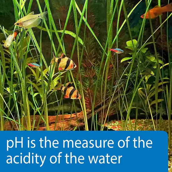 API pH Test Strips for Freshwater and Saltwater Aquariums Photo 4