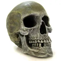 Photo of Blue Ribbon Human Skull Ornament