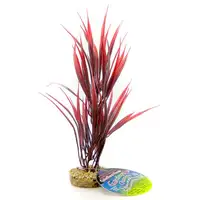 Photo of Blue Ribbon Sword Plant with Gravel Base - Red