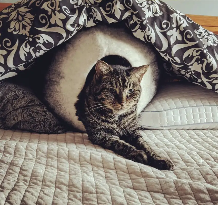 Charcoal and White Cat Cave Bed Photo 1