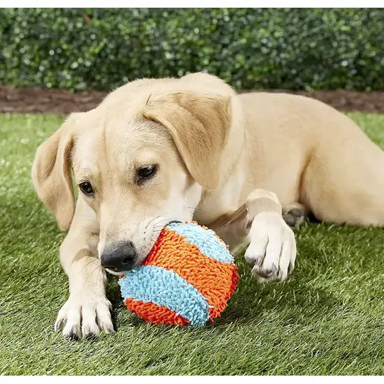 Chuckit Indoor Ball Toy for Dogs Photo 9