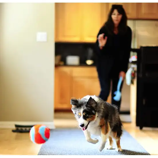 Chuckit Indoor Ball Toy for Dogs Photo 6