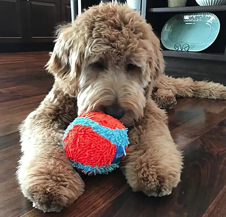 Chuckit Indoor Ball Toy for Dogs Photo 4