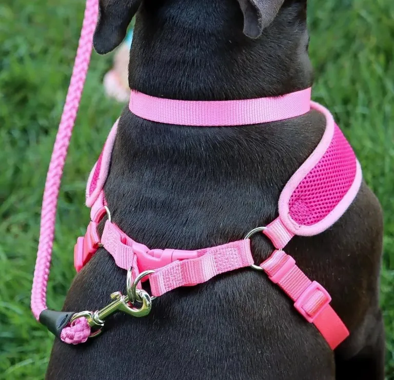 Coastal Pet Comfort Soft Wrap Adjustable Dog Harness Lime Photo 3