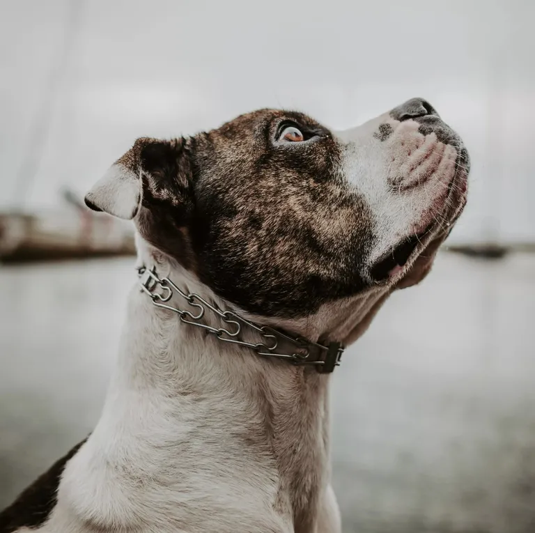 Coastal Pet Herm Sprenger Snap On Dog Collar Photo 2