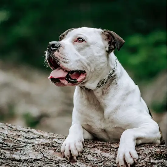 Coastal Pet Herm Sprenger Snap On Dog Collar Photo 3