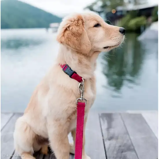 Coastal Pet New Earth Soy Adjustable Dog Collar Indigo Photo 8