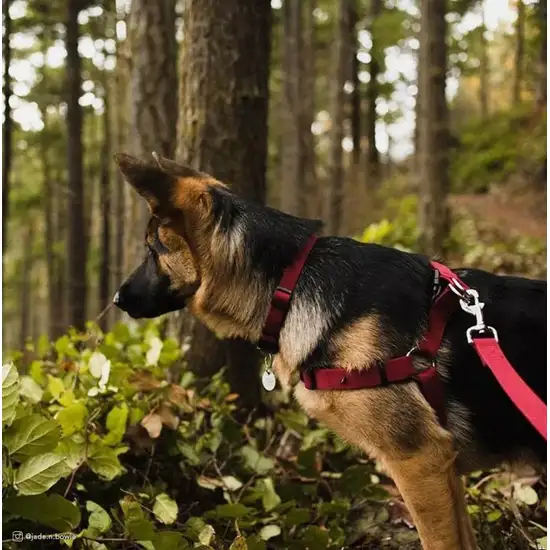 Coastal Pet New Earth Soy Adjustable Dog Collar Indigo Photo 4