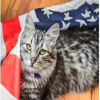 Photo of Coastal Pet Safe Cat Jeweled Buckle Adjustable Breakaway Collar Silver Glitter