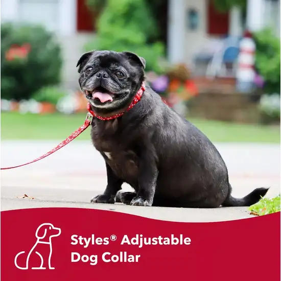 Coastal Pet Styles Adjustable Dog Collar Wildflower Photo 3