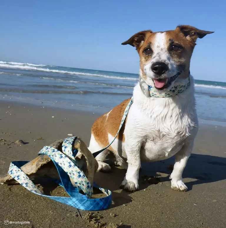 Coastal Pet Sublime Adjustable Dog Collar Gold Stripes Photo 2