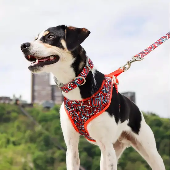 Coastal Pet Sublime Adjustable Dog Collar Gold Stripes Photo 4