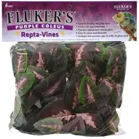 Photo of Flukers Purple Coleus Repta-Vines