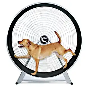 Photo of GoPet TreadWheel For Large Dogs