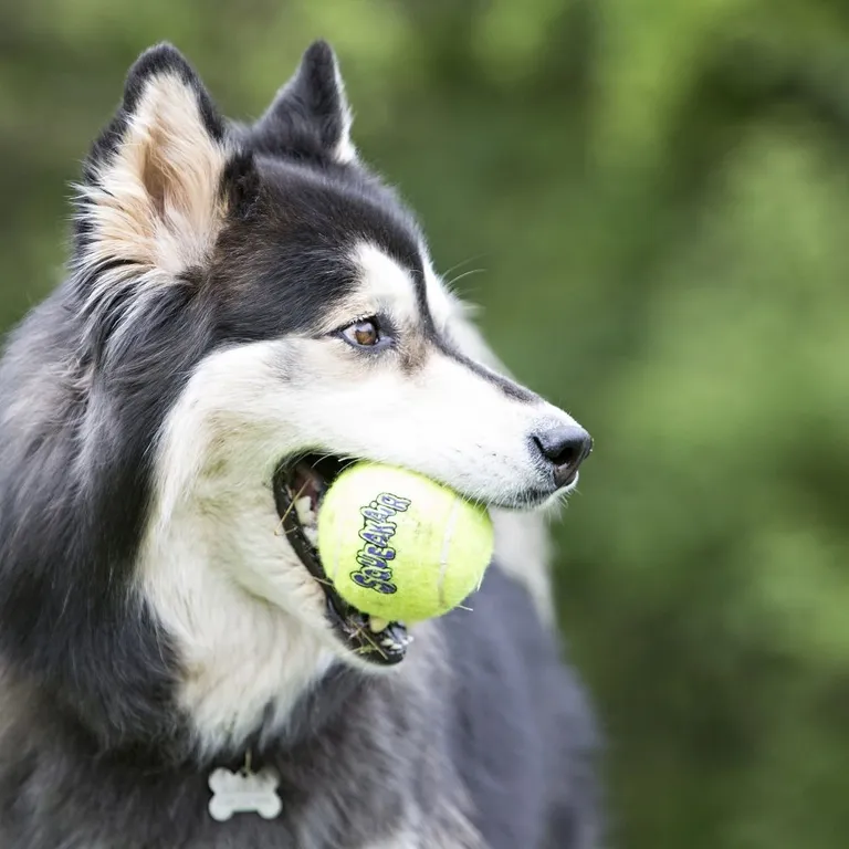 KONG Air Dog Squeaker Tennis Balls Large Dog Toy Photo 3
