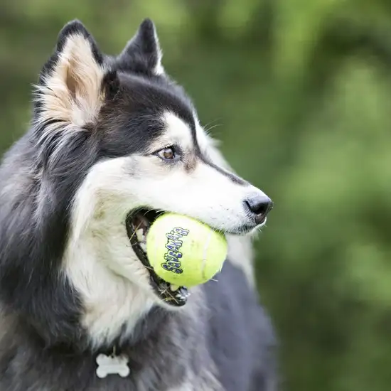 KONG Air Dog Squeaker Tennis Balls Medium Dog Toy Photo 2