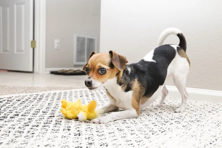 KONG Dr. Noyz Duck Plush Squeaker Dog Toy Photo 3