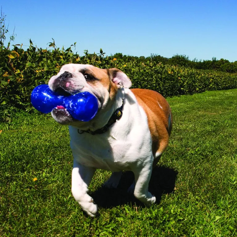 KONG Squeezz Dumbbell Squeaker Dog Toy Photo 4