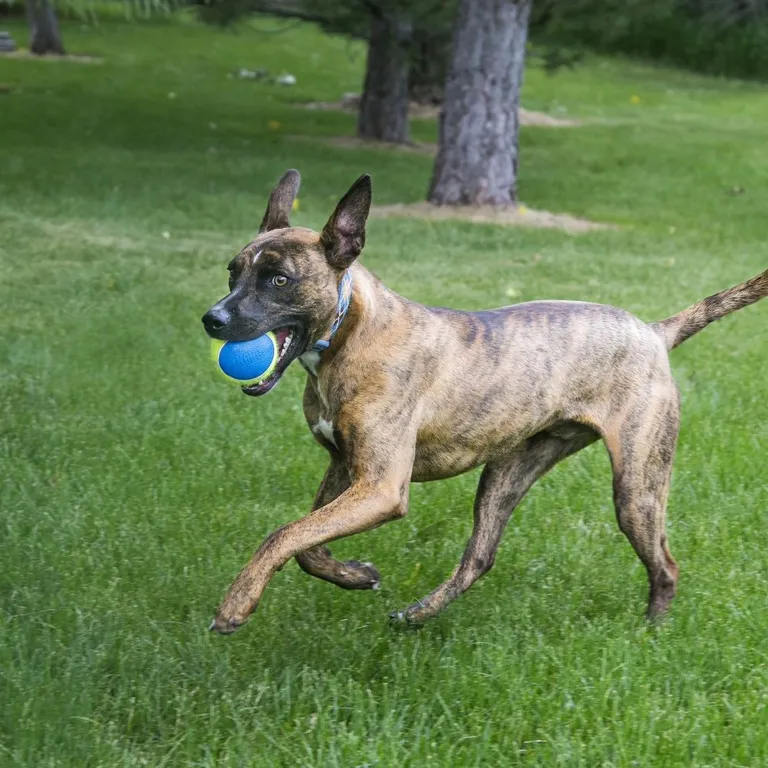 KONG Ultra Squeaker Ball Dog Toy Photo 3