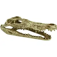 Photo of Komodo Alligator Skull Terrarium Decoration