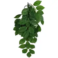 Photo of Komodo Grean Leaf Hanging Vine Terrarium Plant