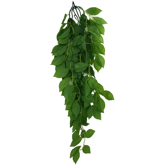 Komodo Grean Leaf Hanging Vine Terrarium Plant Photo 3