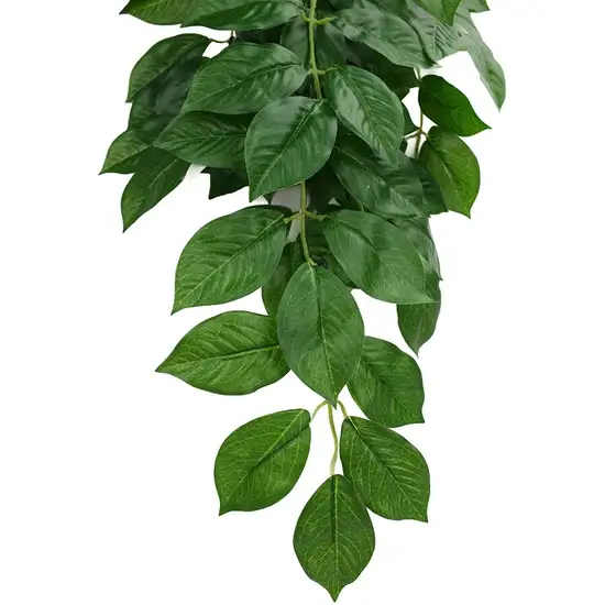 Komodo Grean Leaf Hanging Vine Terrarium Plant Photo 4