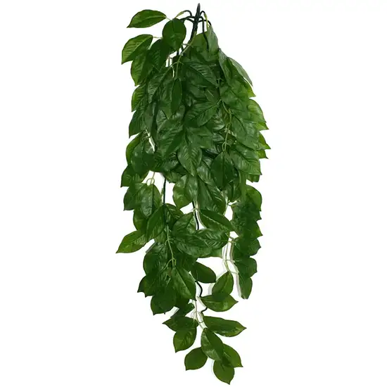 Komodo Grean Leaf Hanging Vine Terrarium Plant Photo 2