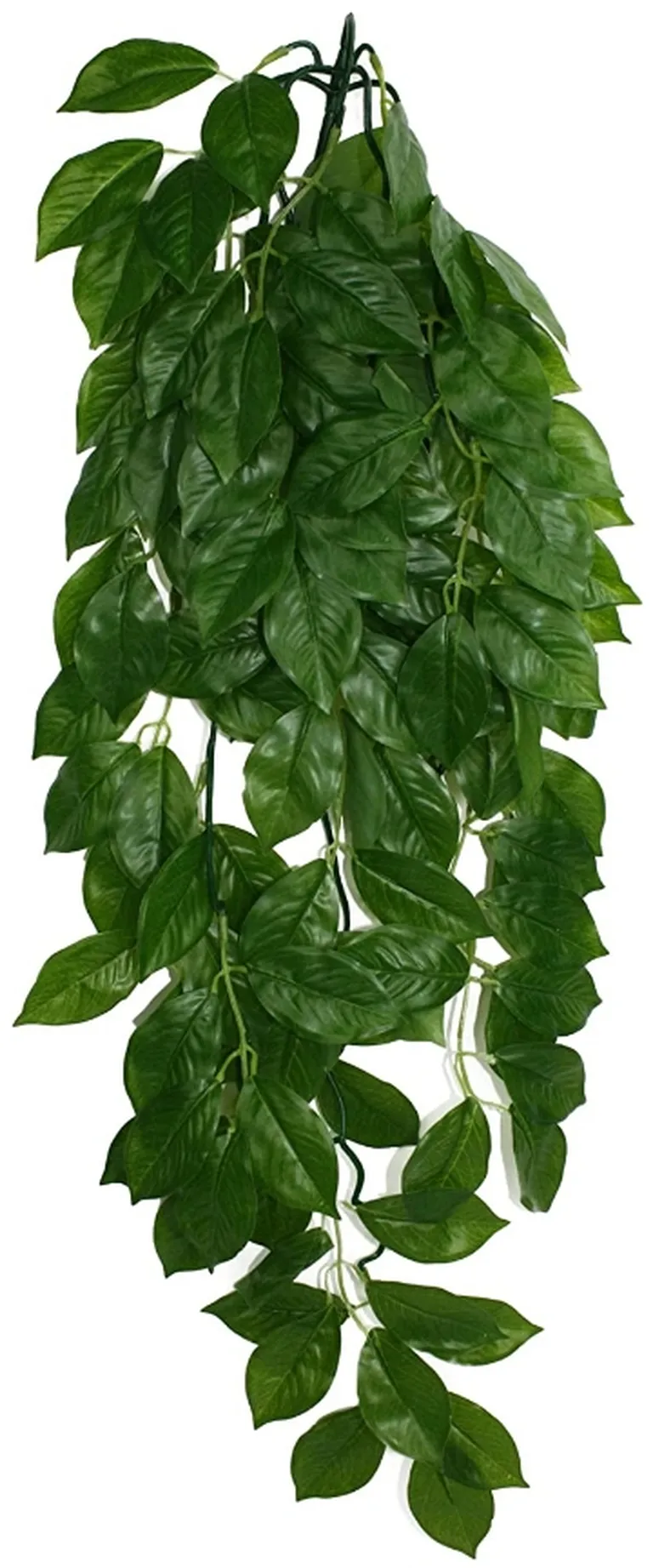 Komodo Grean Leaf Hanging Vine Terrarium Plant Photo 2