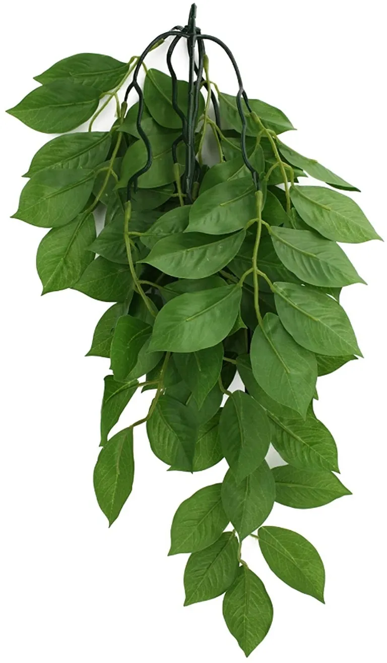 Komodo Grean Leaf Hanging Vine Terrarium Plant Photo 1