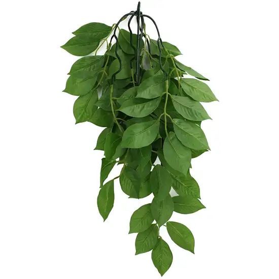 Komodo Grean Leaf Hanging Vine Terrarium Plant Photo 1