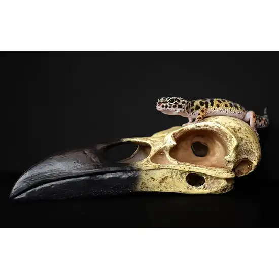 Komodo Raven Skull Terrarium Decoration Photo 8