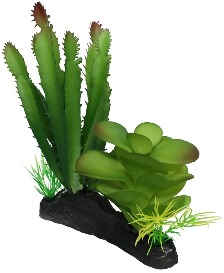 Komodo Succulent and Cactus Habitat Ornament Photo 2