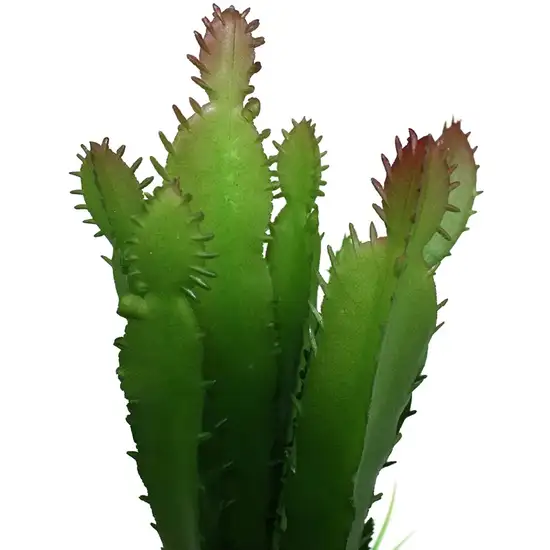 Komodo Succulent and Cactus Habitat Ornament Photo 5