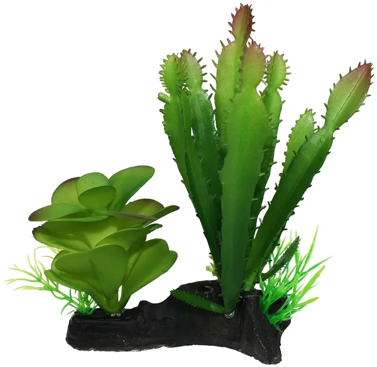 Komodo Succulent and Cactus Habitat Ornament Photo 4