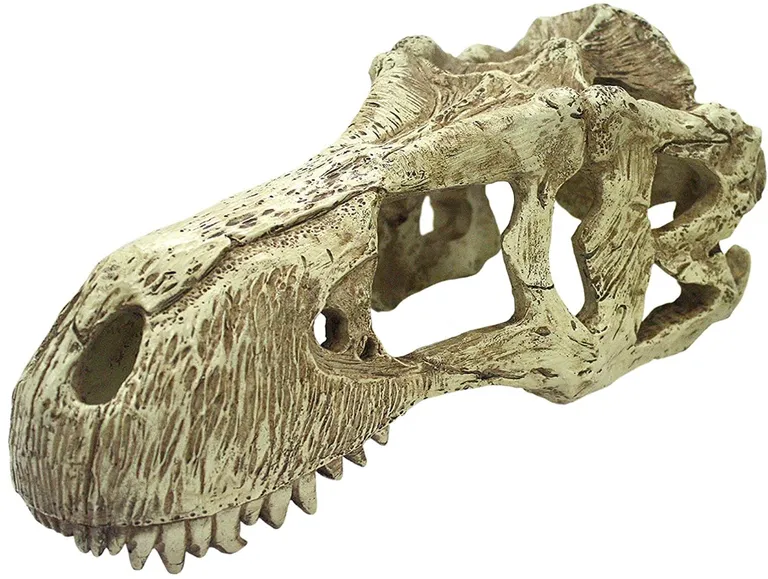 Komodo T-Rex Skull Terrarium Decoration Photo 1