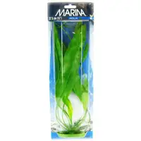 Photo of Marina Amazon Sword Plant