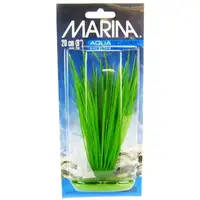 Photo of Marina Hairgrass Plant