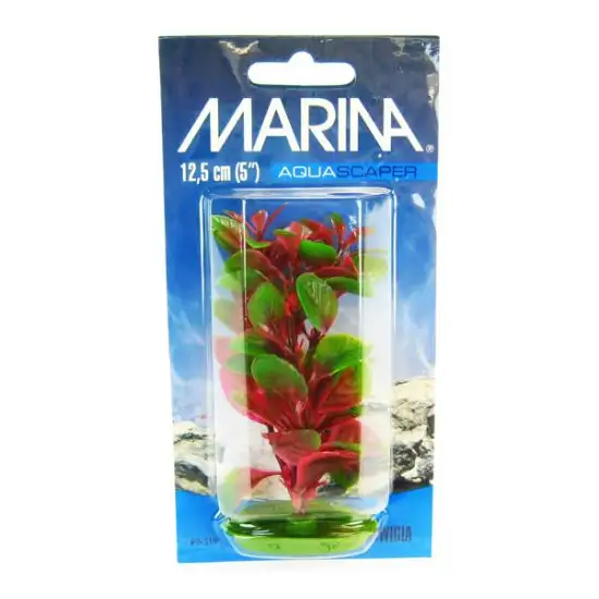 Marina Red Ludwigia Plant Photo 2