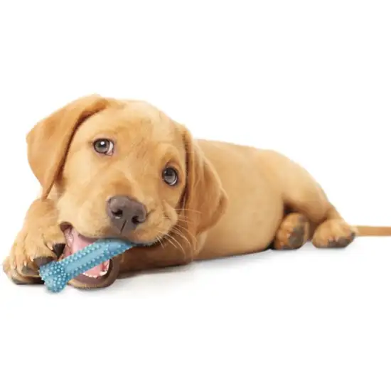 Nylabone Puppy Chew Dental Bone Blue Photo 5