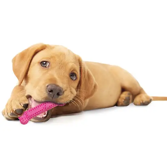 Nylabone Puppy Chew Dental Bone Pink Photo 6