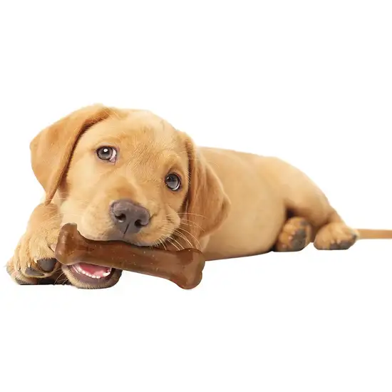 Nylabone Puppy Chew Starter Kit Photo 4
